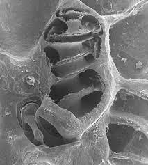 Image result for Cochlea