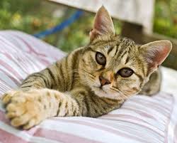 10 Comportements Du Chat Expliques Aux Humains Fondation 30 Millions D Amis