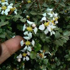 Image result for Malpighia coccigera