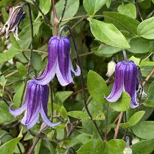 Image result for Clematis pulchra