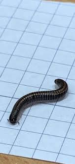 Mniej więcej to, że onet i stonoga mają tych samych odbiorców i mogą oni na tej podstawie kształtować. Stonoga Stefan Community Facebook