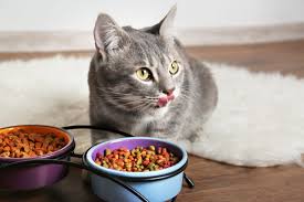 Cats normally have to work for their food through hunting. Best Dry Foods For Cats According To Vets Reader S Digest