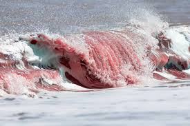 7,400+ Blood Ocean Stock Photos, Pictures & Royalty-Free Images - iStock