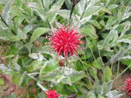 Image result for Pleiotaxis