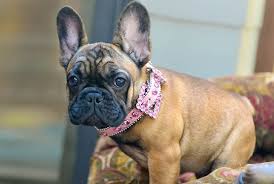 Luckily, we have you covered. Best French Bulldog Names Askfrenchie Com