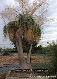 Image result for Beaucarnea recurvata