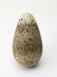 Bird Eggs With Brown Spots On Shell Razorbill Egg Oh 185 Drawer 8 3 Bird Eggs Bird Feathers Eggs