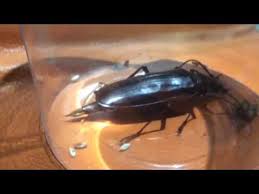 Palo verde root borer (a beetle grub) view fullsize. Palo Verde Beetle Laying Egg Youtube