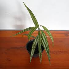 Image result for Ardisia