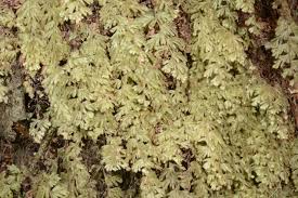 Image result for Hymenophyllum splendidum