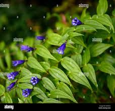 Image result for Commelina saxosa