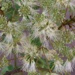 Image result for Albizia glaberrima