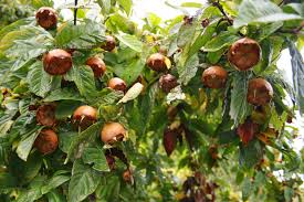 Arbre fruitier resistant au froid. Fruits D Hiver Rustiques Cultiver Sous La Neige 1 2
