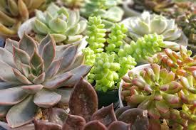 Si se cuidan bien, los cactus y las plantas suculentas deberían crecer bien y mantenerse sanas, pero esto puede no ser fácil cuando se cultivan en un clima diferente al de su hábitat nativo, en este punto suelen aparecer enfermedades y plagas de cactus y suculentas. Consejos Y Trucos Para El Cuidado Adecuado De Los Cactus Y Las Suculentas