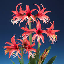 Each of these unusual rose cybister amaryllis is supplied as a best quality bulb complete with full growing instructions. Hippeastrum Rose Cybister Garden Express
