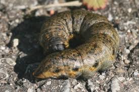 Image result for Cucullia umbratica