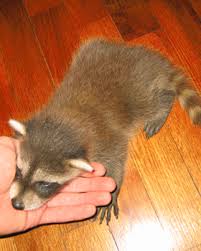Including inspection and full removal, as well as optional preventive and cleanup services. What To Do If You Find A Baby Raccoon Care Tips Humane Raccoon Removal