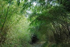 Image result for Oldeania alpina