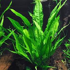 Jenis tanaman air yang satu ini merupakan tanaman yang cukup mudah untuk didapatkan, pasalnya tanaman ini banyak tumbuh di sekitaran sungai. Jenis Tanaman Aquascape Tanpa Co2 Mudah Perawatannya Faunadanflora Com