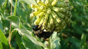 Image result for Asclepias eminens