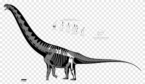Abbiamo artisti del calibro di mamenchisaurus, supersaurus, diplodocus, turiasaurus, sauroposeidon, ruyangosaurus, patagotitan, argentinosaurus, puertasaurus, alamosaurus e altri che competono o addirittura superano di molto la lunghezza della balena blu. Amphicoelias Png Images Pngegg
