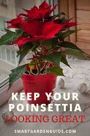 Poinsettia Plant Care Top Tips For Poinsettia Care At Christmas And Poinsettia Care After Christmas How To Poinsettia Plant Christmas Plants Poinsettia Care