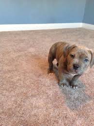 Maybe you would like to learn more about one of these? Bully Pitbull Pets And Animals For Sale Ohio