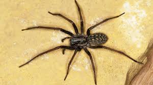 Image result for große winkelspinne biss haut reaktion