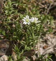 Image result for Stellaria sennii