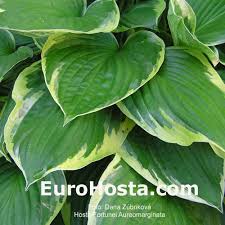 Image result for Hosta fortunei albomarginata