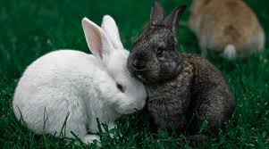 Image result for bunny