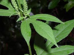 Unpalatable, and forms a serious human health hazard, causing hay fever and worsening asthma. Ambrosia Trifida Priya Herbals