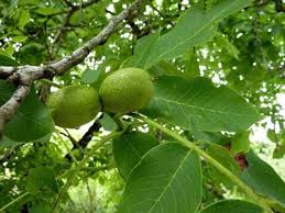 Epingle Sur Plante Medicinal