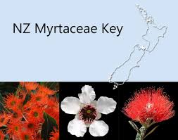 Image result for Myrtaceae