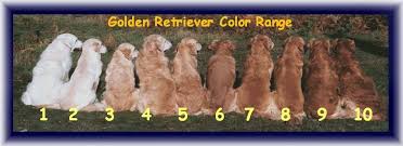 Red golden retriever puppies benefit from pedigree, just like the cream golden retrievers, as long as their parents are registered with the american while discovering the home or garden, a red golden retriever pup will have the tendency to chew on everything. Golden Retrievers Golden Labrador Retrievers Iowa