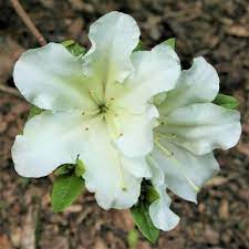 Girard S Pleasant White Azalea Naturehills Com