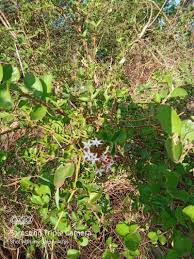 Image result for Carissa spinarum