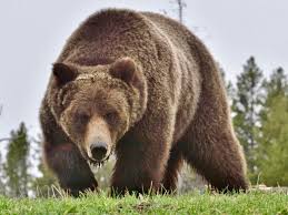 Bears are carnivoran mammals of the family ursidae. Griz Expert Says Mountain Bikes Are A Grave Threat To Bears