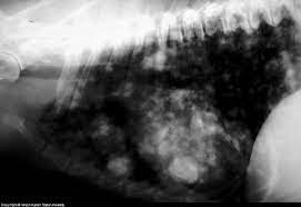 Cancer in dogs in reaching epidemic levels. Canine Lung Cancer Symptoms