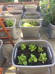 I use a proprietary mix formulated by the supplier who provides my local nursery with cacti and succulents (fleetfoot and foulweather). Behind The Romain Are Bins With Spinach And Arugula They Were Grown From Seed These Plant Will Regenerate As You Snip Growing Seeds Salad Mix Growing Food