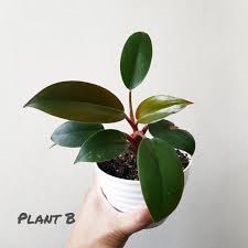 They are woody vines of green. Philodendron Dwarf Red Congo Price Aroid Hub Manila Facebook