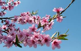 + le foto di fiori, alberi o altre piante possono essere scaricate dal web e disponibili sul tuo dispositivo mobile. Magazine Territorio Dove Ammirare Gli Alberi In Fiore Piu Belli In Emilia Romagna Non Solo Buono