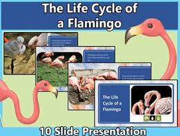 Pin By Jennifer Cisneros On Life Cycles Life Cycles Dragonfly Life Cycle Teaching Resources
