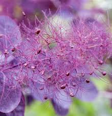 It's best to avoid pruning smokebush regularly, though you may selectively remove branches to attain the shape you desire. Cotinus Coggygria Royal Purple