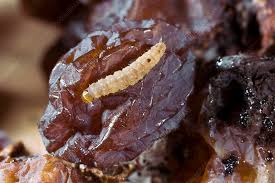 Image result for Lobesia botrana grapevine