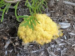 It would show if you see any yellowing on the tree's leaf margins and between the veins. Do You Have Shotgun Fungus Mike S Backyard Nursery