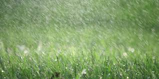 Droughts lead to dry, brittle grass that can quickly turn brown and lifeless. What Everyone Ought To Know About Watering Lawns Grass Seed