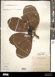 Image result for Oncinotis glabrata