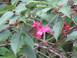 Image result for Jatropha schlechteri