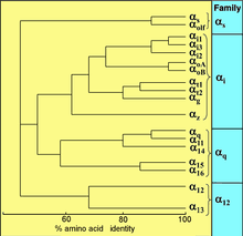 Maybe you would like to learn more about one of these? G Protein Wikipedia